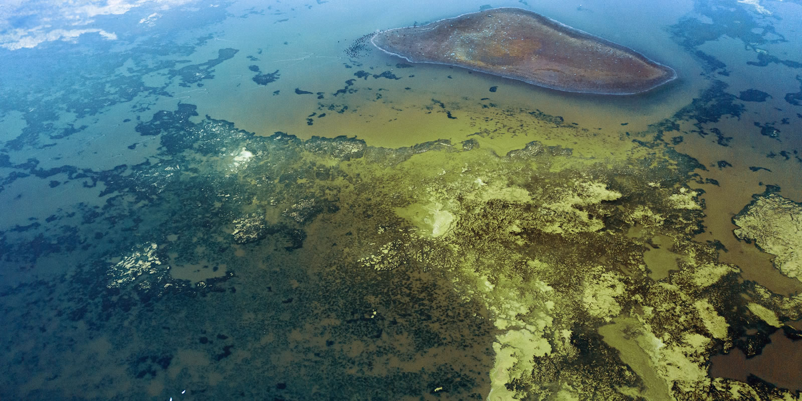 Acidificação dos Oceanos