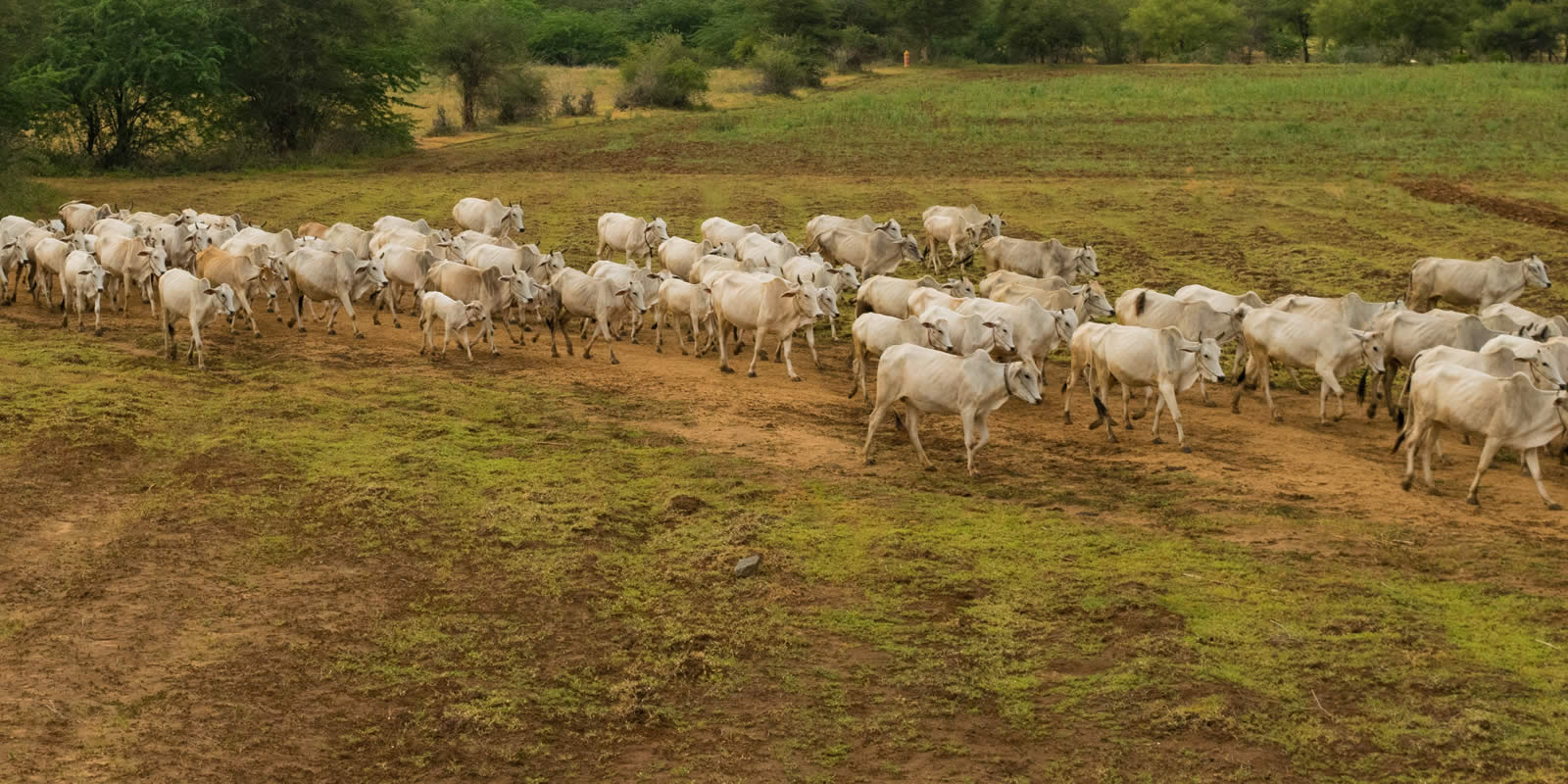 Contaminação e Poluição