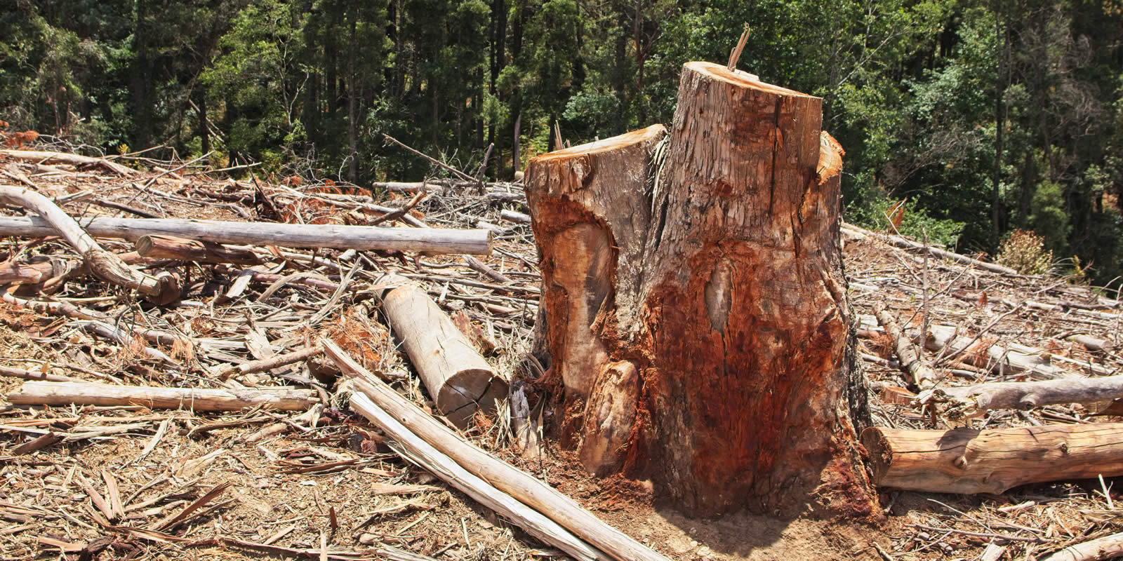 Desmatamento e fragmentação de habitats